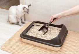 Cat Litter